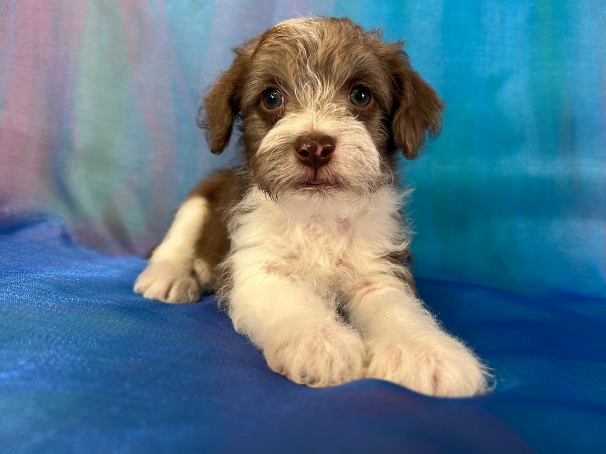 Male F1 Mini Schnoodle Puppy for Sale DOB 11-18-2025